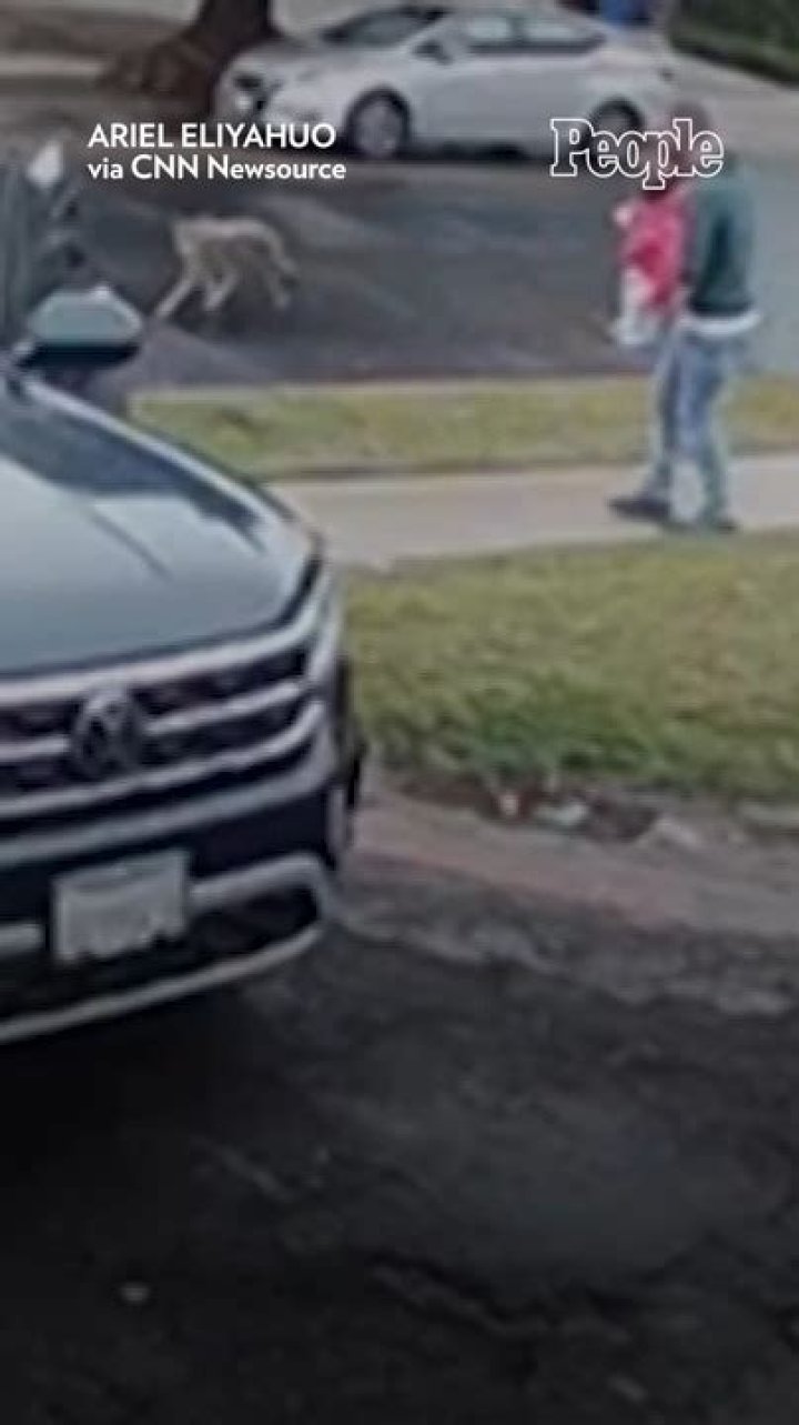 
Dad Rescues 2-Year-Old Daughter from Coyote Attack in Their Front Yard 