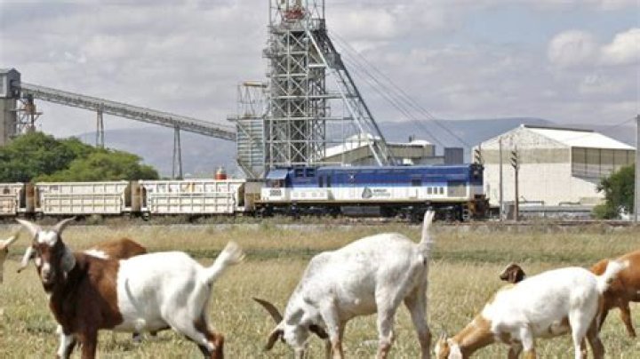 
Man shot dead in TN over dispute on stealing goats 