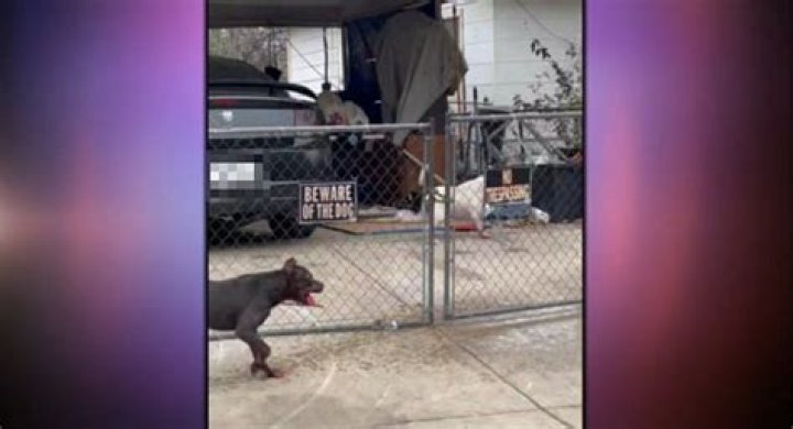 
Video shows first responders fighting dogs that killed an 80-year-old and left 3 injured in San Antonio 